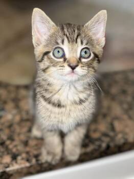 Domestic Short Hair Cats Available for Adoption in Orlando, Florida - Jim Beam | PetCurious