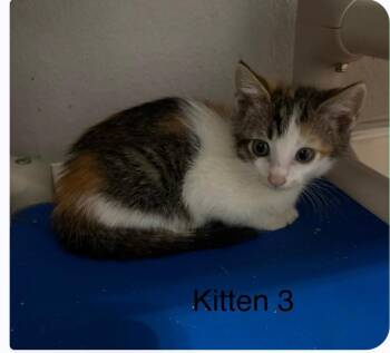 Regina -  Domestic Long Hair Cat for Adoption in Camden, Tennessee - Regina | PetCurious