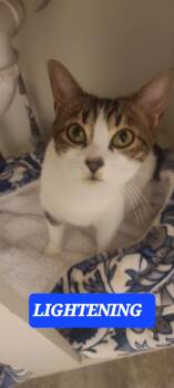 LIGHTENING -  Tabby Cat for Adoption in Elgin, South Carolina - LIGHTENING | PetCurious