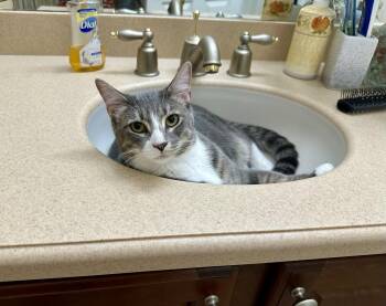 Dutch -  Domestic Short Hair Cat for Adoption in Longwood, Florida - Dutch | PetCurious