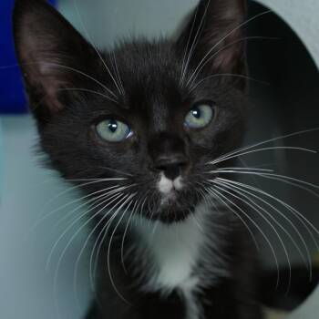 Hildgard -  Domestic Short Hair Cat for Adoption in Seattle, Washington - Hildgard | PetCurious