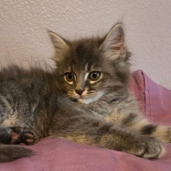 Maine Coon Cats Available for Adoption - Trixie | PetCurious