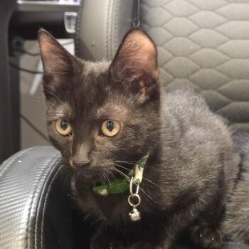 Raven -  Domestic Short Hair and Bombay Cat for Adoption in Rochester Hills, Michigan - Raven | PetCurious