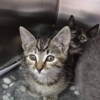 Bow 26-0325 -  Domestic Short Hair Cat for Adoption in Yanceyville, North Carolina - Bow 26-0325 | PetCurious