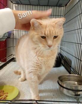 Sam -  Domestic Short Hair Cat for Adoption in Saint James, Minnesota - Sam | PetCurious