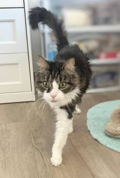 Maine Coon and Domestic Long Hair Cats Available for Adoption in Melrose, Massachusetts - Sprinkle (Reduced Adoption Fee) | PetCurious