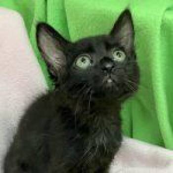 Maple -  Domestic Short Hair Cat for Adoption in Green Valley, Arizona - Maple | PetCurious