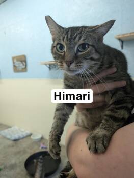 Rescue Domestic Short Hair Cats for Adoption in Somerset, Pennsylvania - Himari | PetCurious