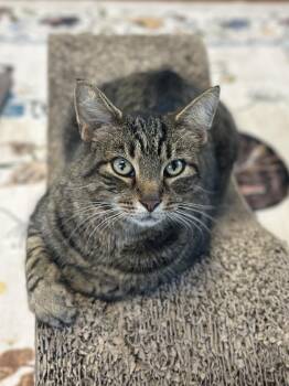 Razz -  Domestic Short Hair Cat for Adoption - Razz | PetCurious