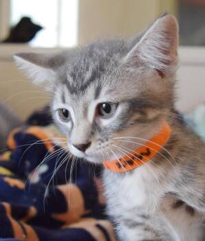 Max -  Domestic Short Hair Cat for Adoption in Bulverde, Texas - Max | PetCurious