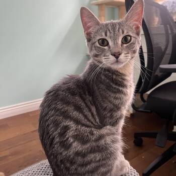 Johnny -  Domestic Short Hair Cat for Adoption in Burnaby, British Columbia - Johnny | PetCurious