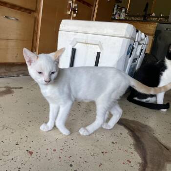 Tornado -  Domestic Short Hair Cat for Adoption in Liverpool, Texas - Tornado | PetCurious