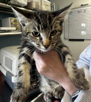 Tac -  Domestic Short Hair Cat for Adoption in Vallejo, California - Tac | PetCurious