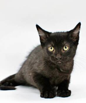 Rowen -  Domestic Medium Hair and Domestic Short Hair Cat for Adoption in Morton Grove, Illinois - Rowen | PetCurious