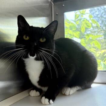 SMOOTH -  Domestic Short Hair Cat for Adoption in Barnstable, Massachusetts - SMOOTH | PetCurious