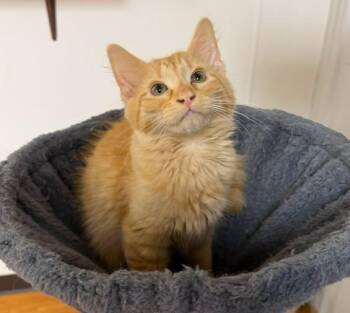 Loki -  Domestic Medium Hair Cat for Adoption in Mauston, Wisconsin - Loki | PetCurious