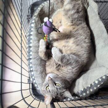 Rescue Domestic Short Hair Cats for Adoption in Little Falls, Minnesota - Dani | PetCurious