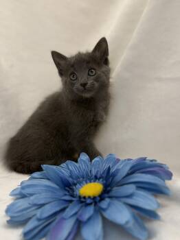 Domestic Short Hair Cats Available for Adoption in Greensboro, North Carolina - Isolde | PetCurious