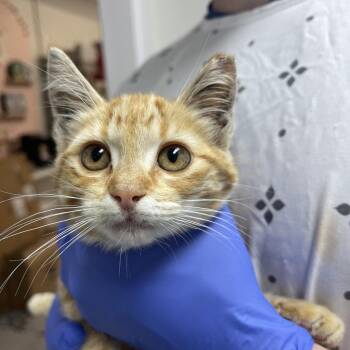 Sandy -  Domestic Short Hair Cat for Adoption in Lakewood, California - Sandy | PetCurious