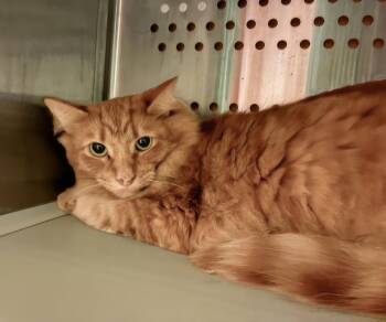 Carnealian -  Domestic Short Hair Cat for Adoption in Nashville, Tennessee - Carnealian | PetCurious