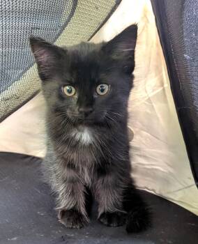 Tapioca -  Domestic Medium Hair Cat for Adoption in Floyd, Virginia - Tapioca | PetCurious