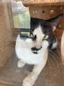 Klaus -  Domestic Short Hair Cat for Adoption in Lafayette, Indiana - Klaus | PetCurious