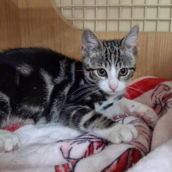 Jackson 2 -  Domestic Short Hair Cat for Adoption - Jackson 2 | PetCurious
