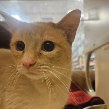 Domestic Short Hair Cats Available for Adoption in Grantsville, Utah - Charm | PetCurious