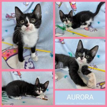 Aurora -  Domestic Short Hair Cat for Adoption in Corpus Christi, Texas - Aurora | PetCurious