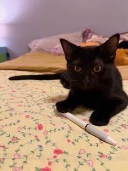 Kerry -  Domestic Short Hair Cat for Adoption in Little Rock, Arkansas - Kerry | PetCurious