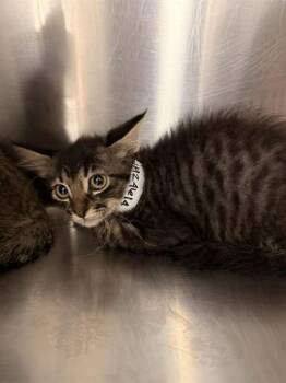 A1924614 -  Domestic Short Hair Cat for Adoption in Thousand Palms, California - A1924614 | PetCurious