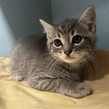 Domestic Short Hair Cats Available for Adoption in Chattanooga, Tennessee - Apple Jacks | PetCurious