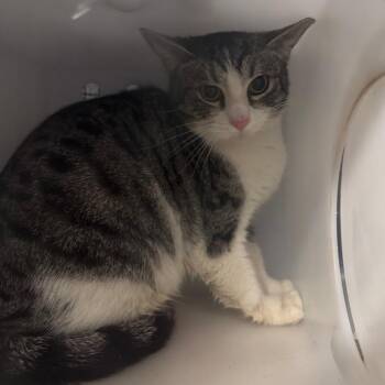 Momma Desi -  Domestic Short Hair Cat for Adoption in Columbiana, Alabama - Momma Desi | PetCurious