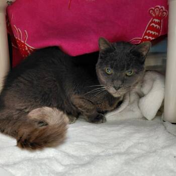 Gandalf -  Domestic Short Hair Cat Available for Adoption in Philadelphia, Pennsylvania - Gandalf | PetCurious