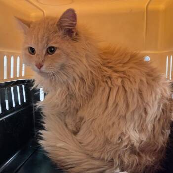 Domestic Long Hair Cats Available for Adoption - Laios | PetCurious