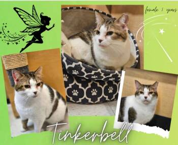 Domestic Short Hair Cats Available for Adoption in Blountville, Tennessee - Tinker Bell | PetCurious