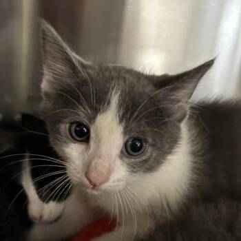 Moe -  Domestic Short Hair Cat for Adoption in Denver, Colorado - Moe | PetCurious