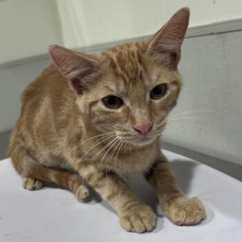 Brady -  Domestic Short Hair Cat for Adoption in Tampa, Florida - Brady | PetCurious