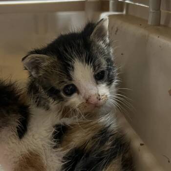 Callahan -  Domestic Short Hair Cat for Adoption in Summerville, South Carolina - Callahan | PetCurious