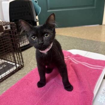 Bam -  Domestic Medium Hair Cat for Adoption in Pasadena, California - Bam | PetCurious
