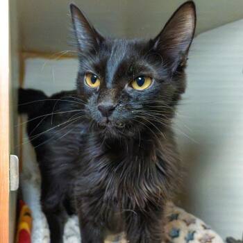 Baja Blast -  Domestic Long Hair Cat for Adoption in South Elgin, Illinois - Baja Blast | PetCurious