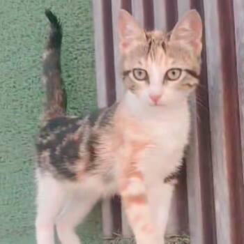 Katie Gee -  Calico Cat for Adoption in Brampton, Ontario - Katie Gee | PetCurious