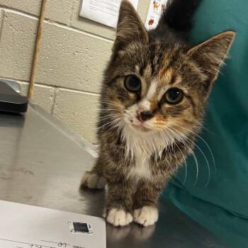 Sutton -  Domestic Medium Hair Cat for Adoption in Bristol, Indiana - Sutton | PetCurious