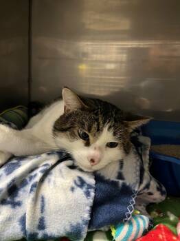 Rescue Domestic Short Hair Cats for Adoption in Virginia, Minnesota - Corky | PetCurious