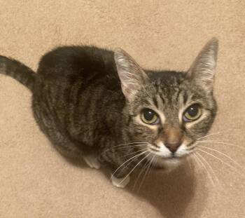 Dixie -  Tabby Cat for Adoption in Lakewood, California - Dixie | PetCurious
