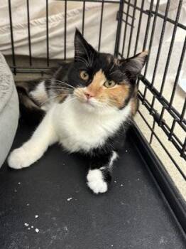 Nicky -  Domestic Short Hair Cat for Adoption in Vero Beach, Florida - Nicky | PetCurious