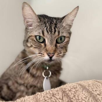 Domestic Short Hair Cats Available for Adoption - Peanut Brittle | PetCurious