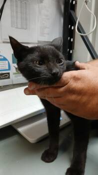 Domestic Short Hair Cats Available for Adoption in Shelbyville, Tennessee - Tinker | PetCurious