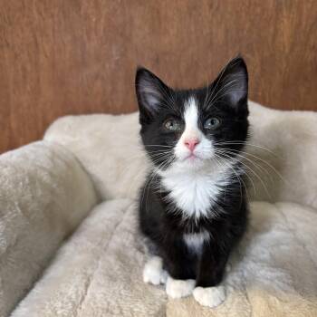 Beetle Juice -  Domestic Short Hair Cat for Adoption in Cleveland, Ohio - Beetle Juice | PetCurious