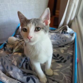 Domestic Short Hair Cats Available for Adoption in La Grange, Kentucky - Daffy | PetCurious